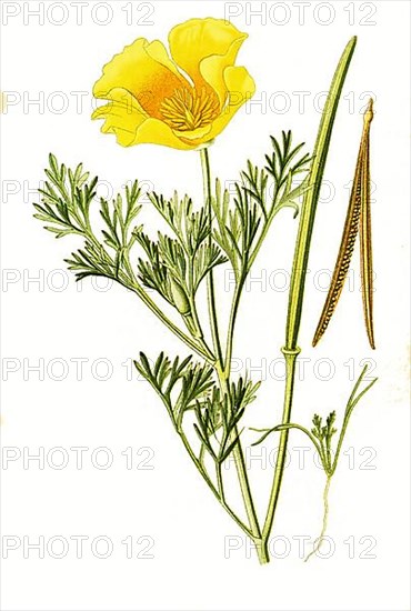 Eschscholtzia californica, California Poppy