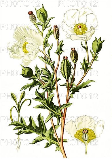 Mexican poppy,