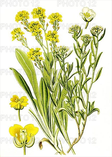 Beach silverweed, beach cress