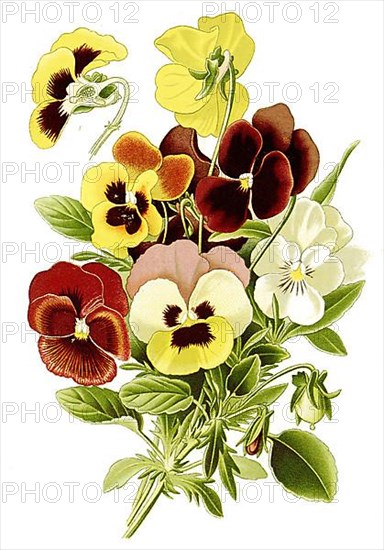 Pansy, heartsease