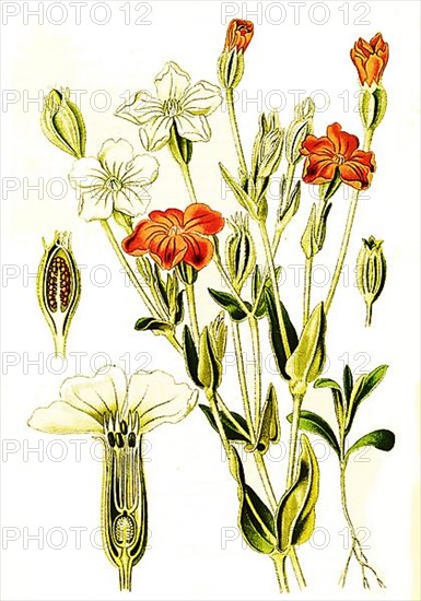 Lychnis coronaria, crown campion