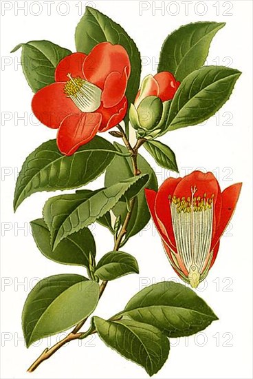 Cemellia japonica, Camellia