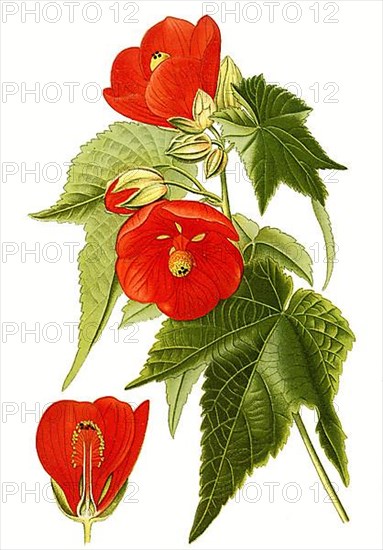 Abutilon venoso striatum, mallow