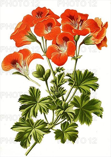Pelargonium grandiflorum, Pelargonium