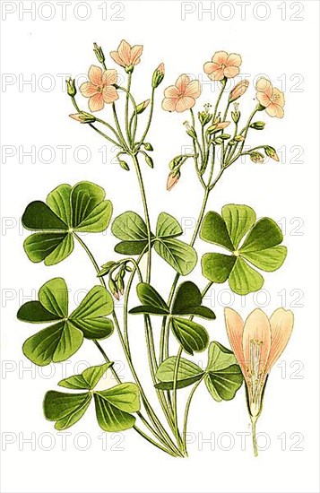 Oxalis floribunda, wood sorrel