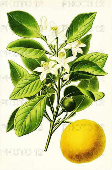 Citrus aurantium, Sweet Orange