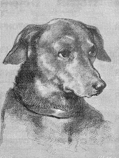 Portrait of a Dachshund, digitally restored reproduction of an original from the 19th century