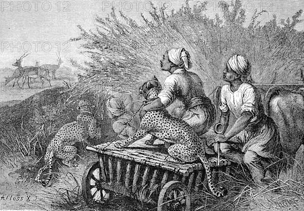 Antelope hunting with cheetahs in Africa, digitally restored reproduction of an original 19th-century print