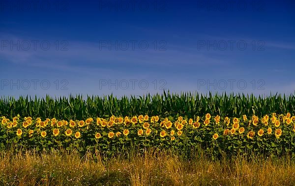 Flowering strip with sunflower,