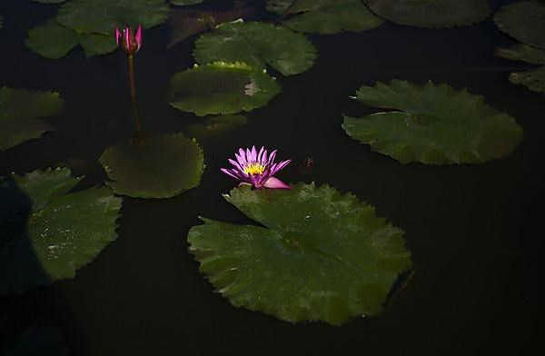 Water lily,