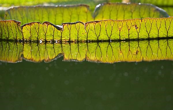 Leaves of giant waterlilies,