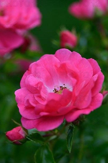 Flower of the rose 'Heidetraum', pink