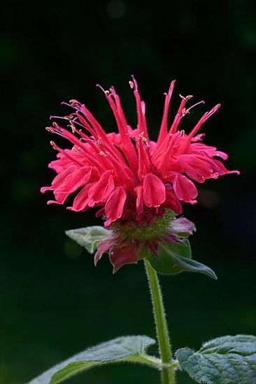 Flower of a golden balm, bee balm hybrid