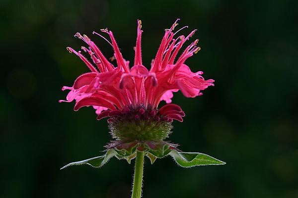 Flower of a golden balm, bee balm hybrid