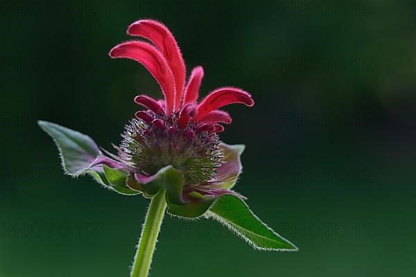 Flower of a golden balm, bee balm hybrid