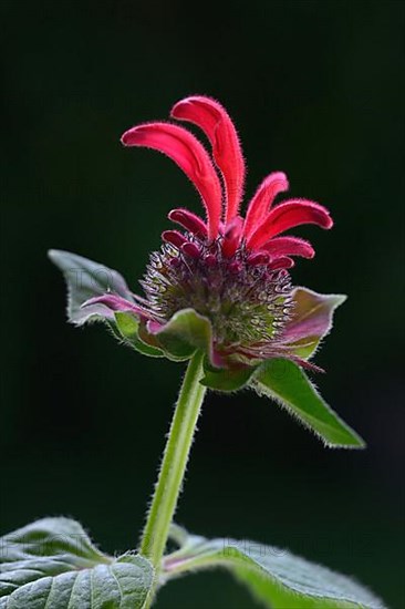 Flower of a golden balm, bee balm hybrid