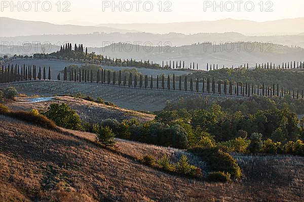 Cypress avenue, in hilly landscape