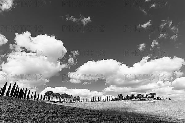 Country house on a hill with cypress avenue, black and white photograph