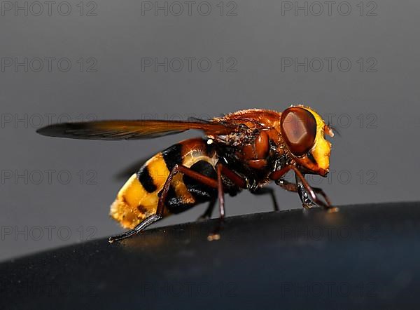 Hornet hoverfly, also hornet mimic hoverfly