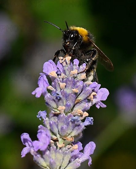 Large earth bumblebee,