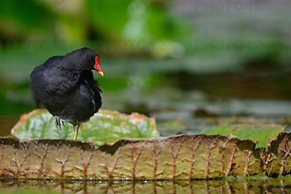 Common moorhen,