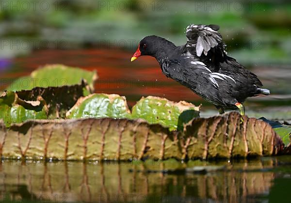 Common moorhen,