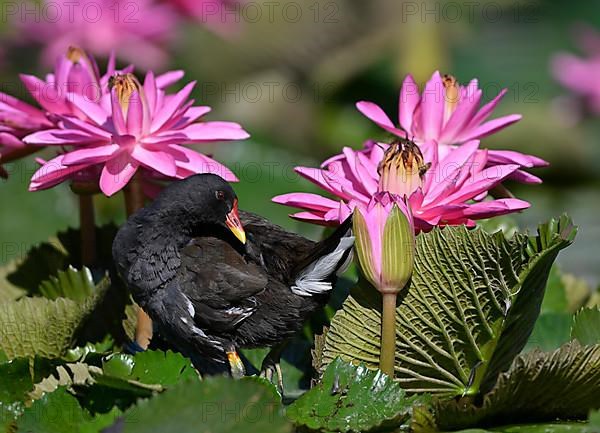 Common moorhen,