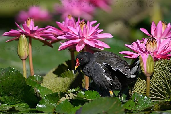 Common moorhen,