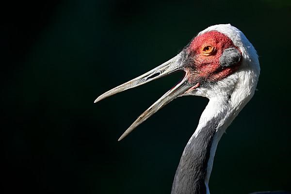 White-naped crane,