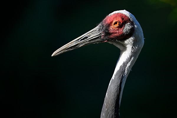 White-naped crane,