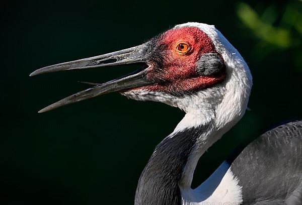 White-naped crane,