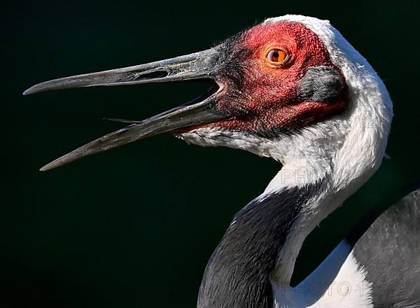 White-naped crane,