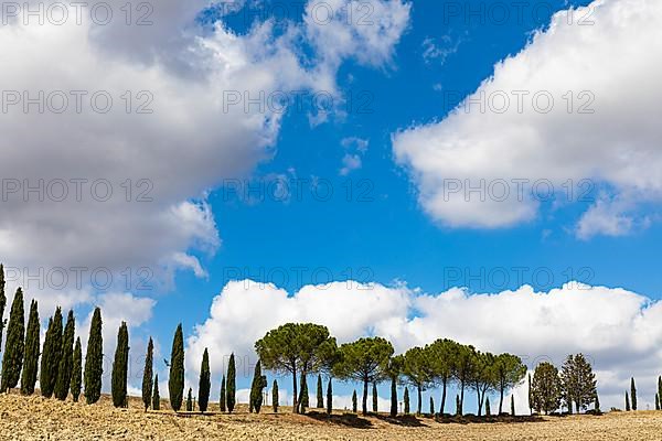 Cypresses,