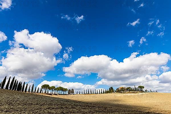 Cypresses,