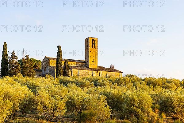 Church of Santa Lucia framed by olive trees,