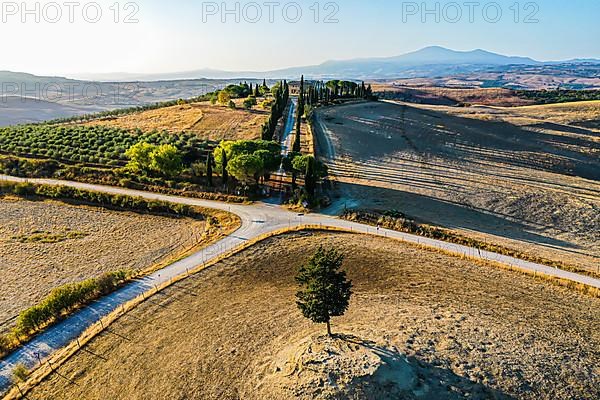 Country house with cypress avenue in morning light, drone shot