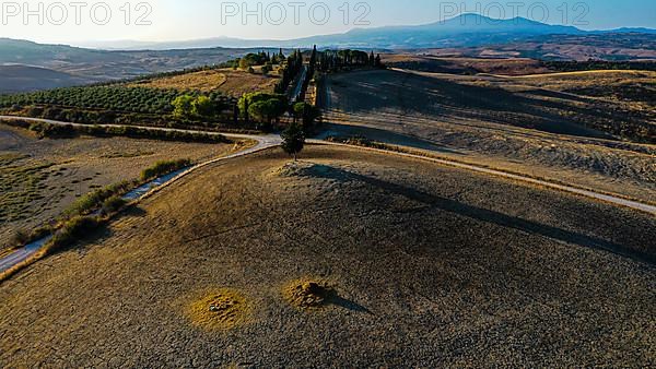 Country house with cypress avenue in morning light, drone shot