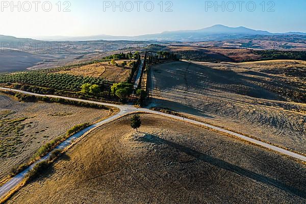 Country house with cypress avenue in morning light, drone shot