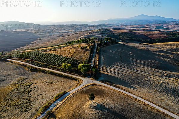 Country house with cypress avenue in morning light, drone shot