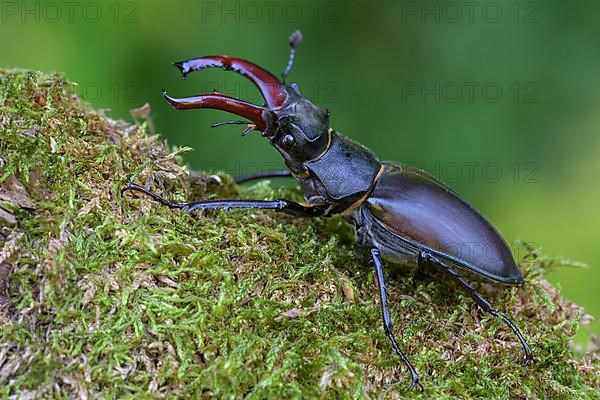 Stag beetle,