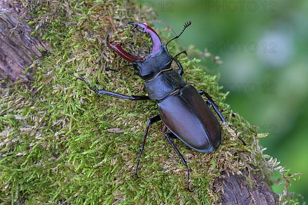 Stag beetle,