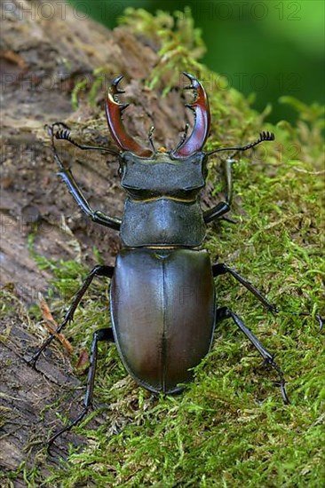 Stag beetle,