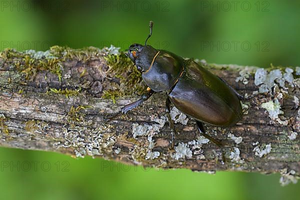 Stag beetle,