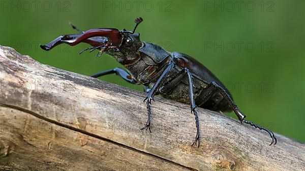 Stag beetle,