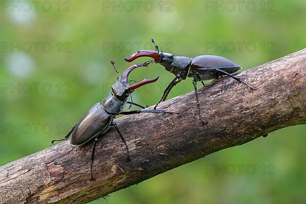 Stag beetle,