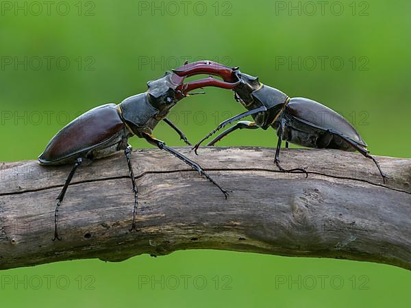 Stag beetle,