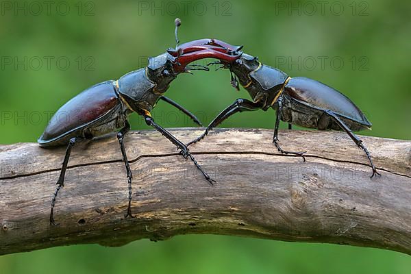 Stag beetle,