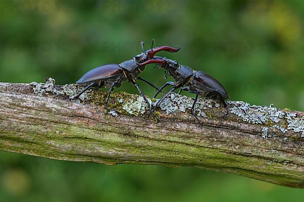 Stag beetle,