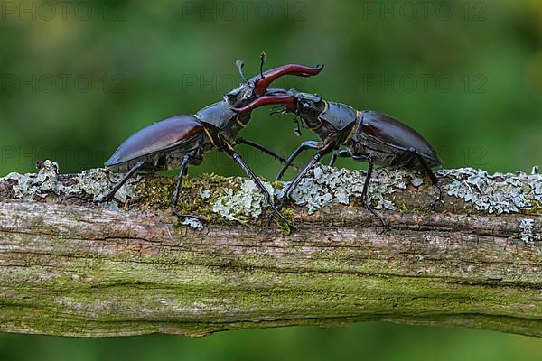 Stag beetle,