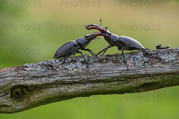 Stag beetle,